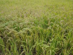 -中国天府农业博览园