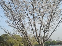 -昆山城市生态森林公园