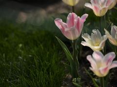 -大宁郁金香公园-停车场