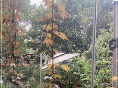 -谷咖啡·鲜花绿植花园餐厅