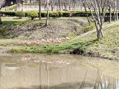 -合肥野生动物园