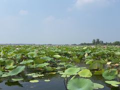 -微山湖红荷湿地景区