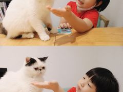 -猫色咖啡·猫咖