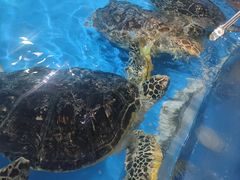 -泉城欧乐堡海洋极地世界