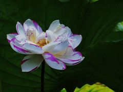 -陈家山荷花公园