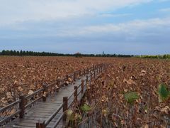 -漩门湾国家湿地公园