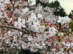 -武汉大学-樱园