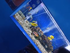 -沙沙哗啦海洋馆(华宇百花谷店)