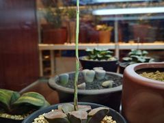 -双季花艺园艺市场(浦东店)