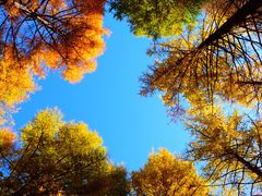 -塞罕坝国家级自然保护区