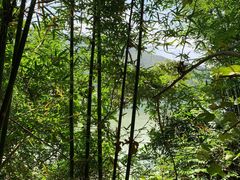 -羚羊峡古栈道森林公园