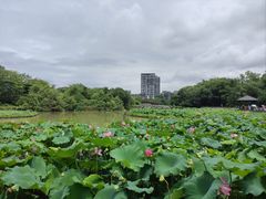 -金山公园
