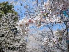 -陆家嘴中心绿地