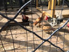 -长白岛森林公园