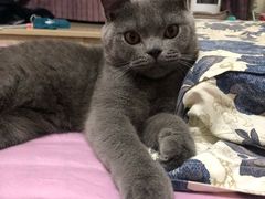 -小李子油焖大虾(天下城旗舰店)