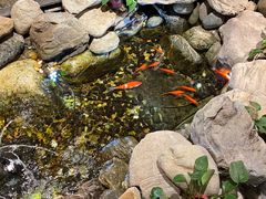 -清真·京华源铜锅涮肉(丰庆店)