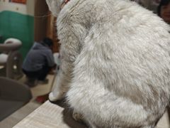 -藏猫猫咖啡主题馆(中央大道店)