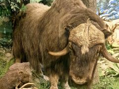 -陕西自然博物馆