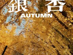 -三里屯东五街银杏大道