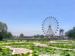 -白洋淀景区