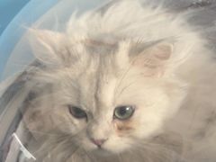 -瑞派福兴宠物医院犬猫全科·骨科·中西医结合(河东店)