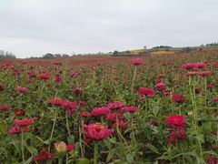 -莲花山花海