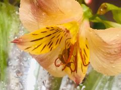 -昆明国际花卉拍卖交易中心