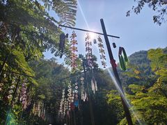 -西双版纳原始森林公园