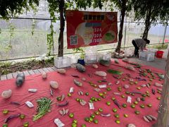 -前小桔亲子创意农场·草莓采摘·露营烧烤