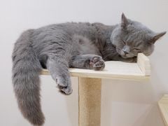 -逗柴咖啡屋·狗咖猫咖宠物桌游