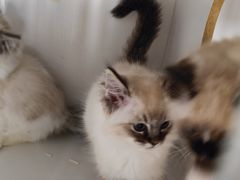 -东方名猫馆·英短金渐层布偶猫舍(环线广场1号楼店)