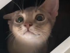 -爱侣宠医·鹦鹉专科·小型哺乳类·异宠专科(灵石路店)