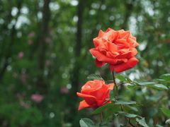 -鹅湖玫瑰文化园