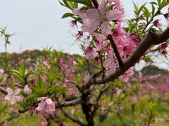 -南汇桃花村