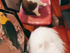 -猫小院猫主题咖啡厅(北锣店)