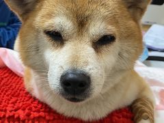 -瑞派康怡24h宠物医院·犬猫医疗中心·微创绝育(瑞景分院)