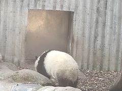 -都江堰中华大熊猫苑