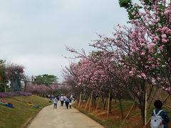 -天适樱花悠乐园
