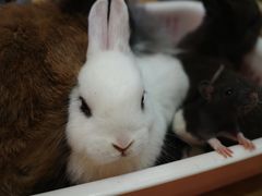 -藦茜花园宠物主题亲子互动体验馆(国顺东路店)