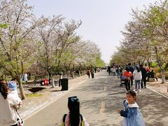 -天王浮山樱花园