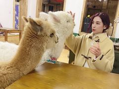 -猫色咖啡·猫咖