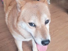 -柴犬高等学院·狗咖·柴犬售卖·宠物训练