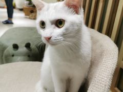 -猫和宫(六道口店)