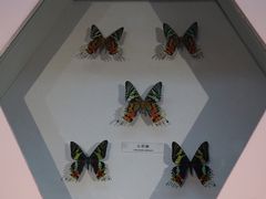 -青藏高原自然博物馆