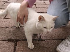 -西园寺