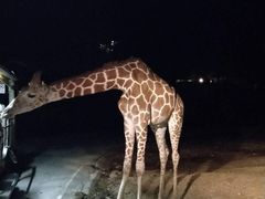 -清迈夜间动物园