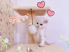 -纳吉亚猫专科动物诊疗中心(蒋宅口分院)
