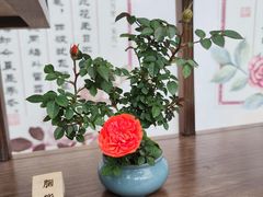 -人民公园(罗湖区)