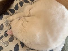 -CAT’S MEWSTAR CAFE·喵星球猫屋(晴湾咖啡店)