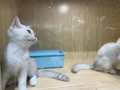 -屋虎猫馆(宝安大仟里店)